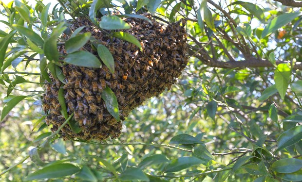 Nobel per l'ambiente all'apicultrice maya che ha vinto la Monsanto